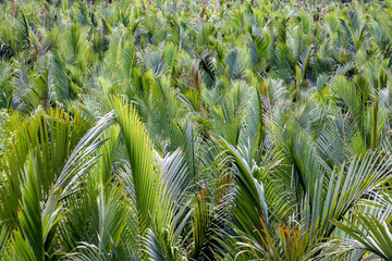 A green leaves of palm trees sway in the wind.