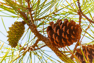 Closeup of a new green and old dried pine cones hanging on a branch of a coniferous tree