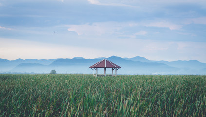 scenary of fresh water lotus lake in San Roi Yod Nationpark Thailand