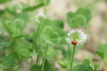 シロツメクサとテントウムシ