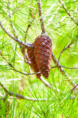 Closeup of a growing brown pine cones hanging on a branch of a tree surrounded by coniferous needles