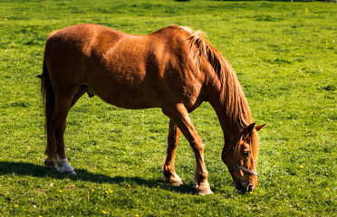 Horse on green meadow in summer, grassland, Ireland