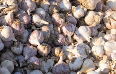 Garlic as background and texture.