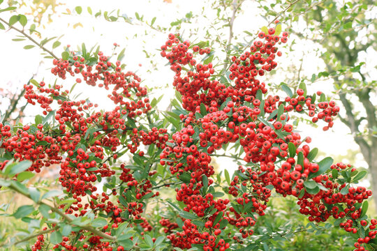 325 Best ピラカンサ Images Stock Photos Vectors Adobe Stock