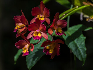 orquidea 4