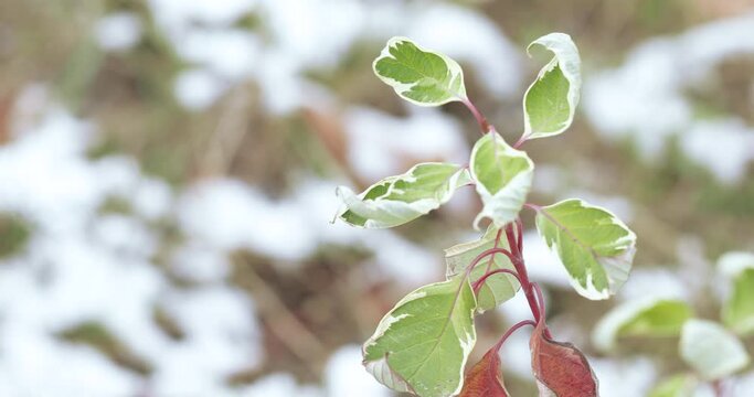 Leaves of ficus iren baroque