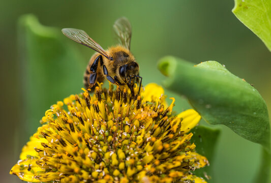 bee 