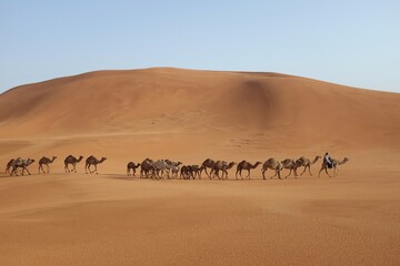 A man and his camels walking across the desert in Riyadh, Saudi Arabia. Tourism in Saudi Arabia © sulit.photos