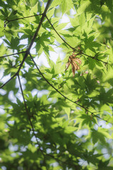 青紅葉と一枚の枯葉