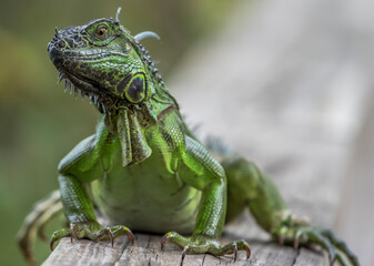 iguana verde