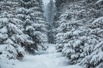 Scenic image of fairy-tale woodland. Location Carpathian, Ukraine, Europe.