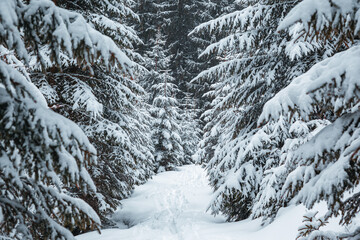 Scenic image of fairy-tale woodland. Location Carpathian, Ukraine, Europe.