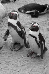 Obraz premium Two Magellanic Penguin standing next to each other in zoo