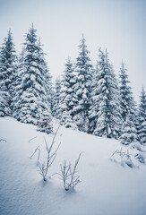 Scenic image of fairy-tale woodland. Location Carpathian, Ukraine, Europe.