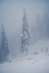 Scenic image of fairy-tale woodland. Location Carpathian, Ukraine, Europe.