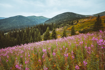 Location Carpathian national park, Ukraine, Europe.