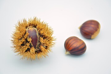 casta&ntilde;as dentro y fuera de su erizo sobre fondo blanco