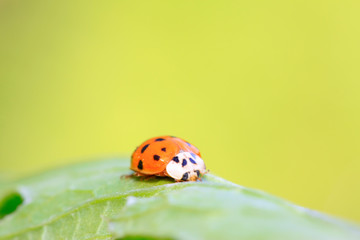 Harmonia axyridis on plant