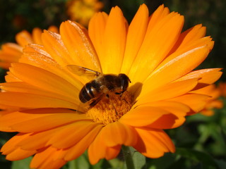 Bee on a flower in the last autumn days