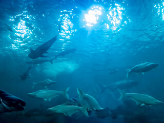 sea life in aquarium at nakhon sawan thailand
