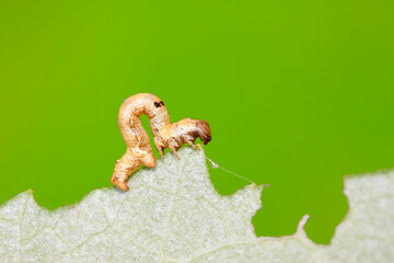 Geometridae on plant