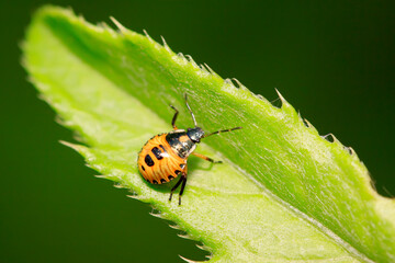 stinkbug on plant