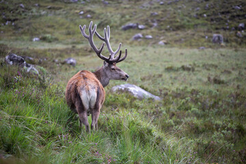 Scotland Uk, France and Spain, a collection © Alison Morton