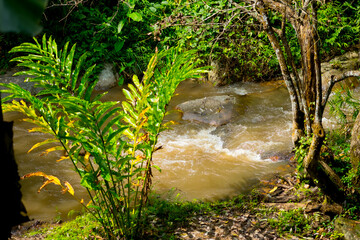 Scenery of flowing water of rock river inside forest area of Thailand