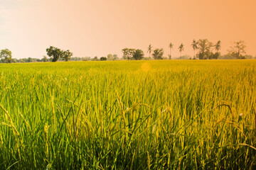 Fototapeta na wymiar green Thai jasmine rice ,paddy in nature