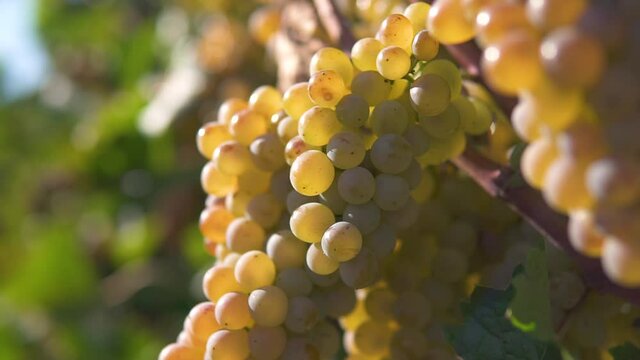 A bunch of grapes, white grapes on a vine.Ripe Grapes On The Vine For Making White Wine
