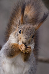 Naklejka na ściany i meble Squirrel nibbles on sunflower seeds close-up