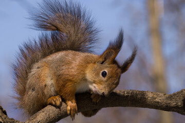 Fluffy squirrel sitting in a forest on a branch looking down