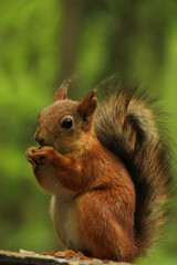Brightly red-haired squirrel nibbles on sunflower seeds close-up on a green background