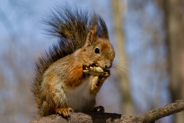 Fluffy squirrel sitting in a forest on a branch eating peanuts