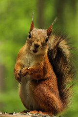 Fototapeta premium Brightly red-haired squirrel nibbles on sunflower seeds close-up on a green background