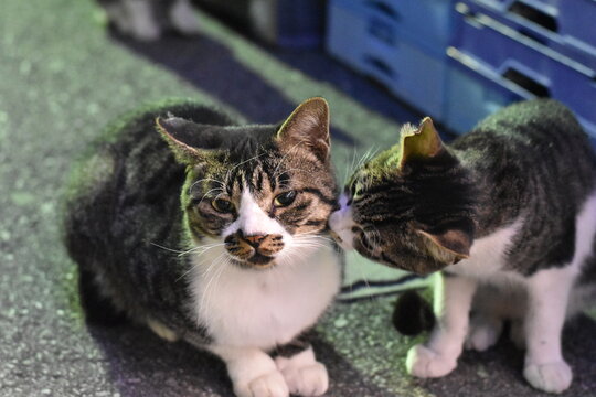 親子の猫