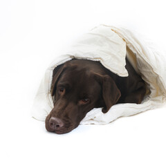 dog on white background