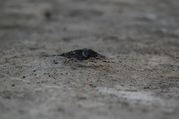 Black rock in the ground