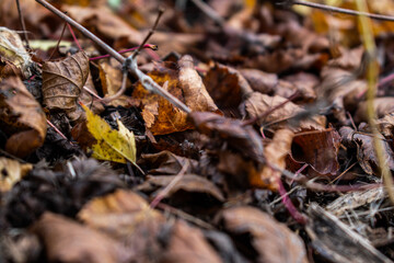 Autumn leaves on the ground close up