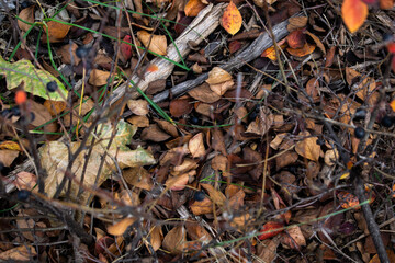 Autumn leaves on the ground with branches