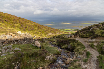 Sheeps, Rock wall, vegetation and stream at Croagh Patrick mountain