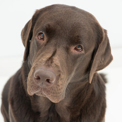Broun labrador dog portrait isolated on white
