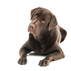 Broun labrador dog isolated on white