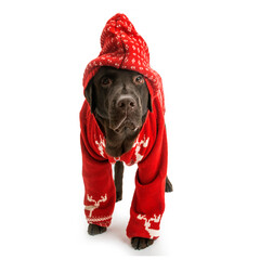 Labrador in red sweater