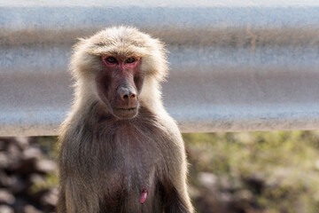 Hamadryas baboon near Ghoubet in Djibouti, Horn of Africa
