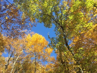 Fototapeta premium bright yellow colorful fall foliage