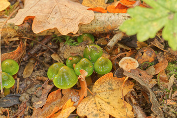 Close up of green Parrot Waxcap mushroom set against an autumn forest floor
