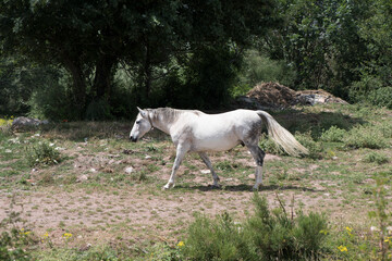 Obraz premium Scotland Uk, France and Spain, a collection