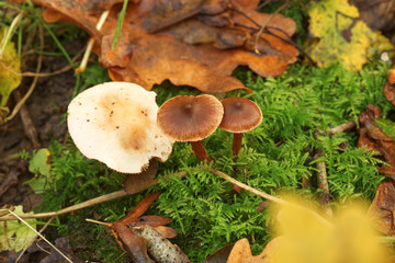Close up of small woodland mushrooms growing at the base of a tree