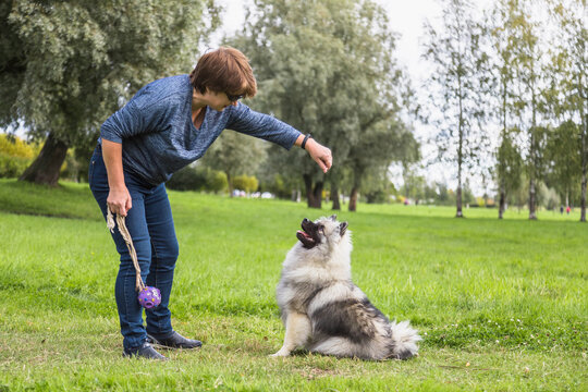 Middle-aged woman teaches Keeshond puppy outdoors. The puppy is sitting. Early autumn